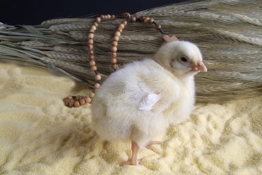 Cute little chicken isolated on the table with cornmeal, oats and rosary