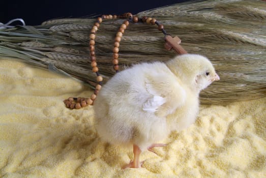 Cute little chicken isolated on yellow light table and darck baground