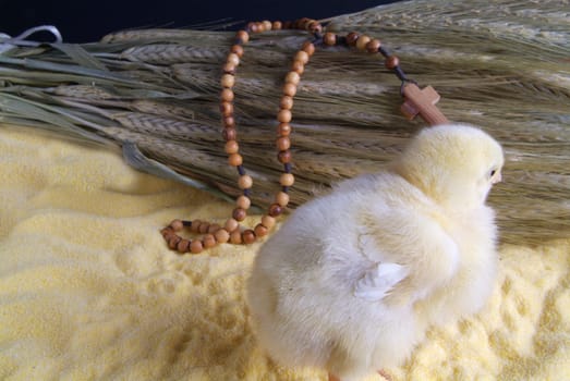 Cute little chicken isolated on the table with cornmeal, oats and rosary