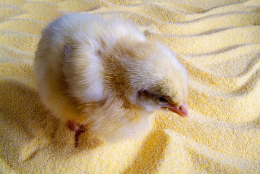 Cute little chicken isolated on the table with yellow flour