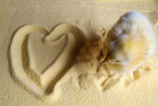 3 day chick on flour with drawn heart