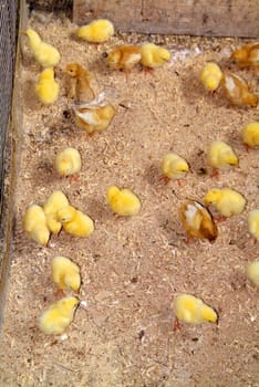 Chicks of a few days, raised on the ground