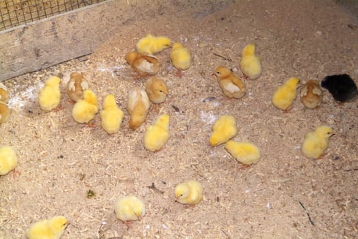 Chicks of a few days, raised on the ground