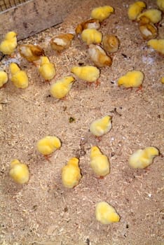 Chicks of a few days, raised on the ground