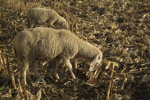 Sheep from a road in Italy in a stubble field