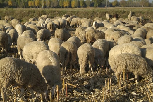 Sheep from a road in Italy in a stubble field