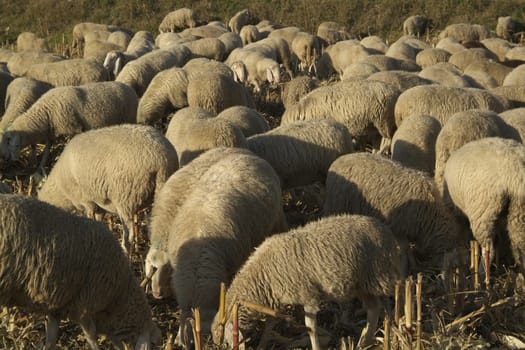 Sheep from a road in Italy in a stubble field