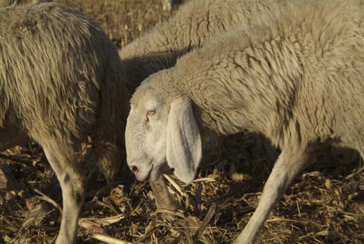 Sheep from a road in Italy in a stubble field