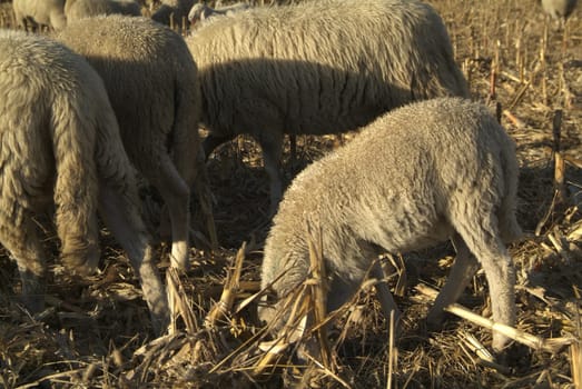 Sheep from a road in Italy in a stubble field