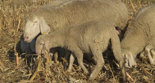 Sheep from a road in Italy in a stubble field