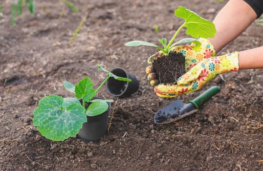 planting zucchini in the garden. Selective focus. nature.