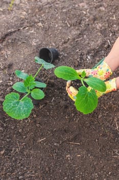 planting zucchini in the garden. Selective focus. nature.
