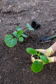planting zucchini in the garden. Selective focus. nature.