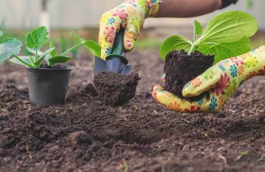 planting zucchini in the garden. Selective focus. nature.