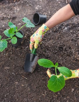 planting zucchini in the garden. Selective focus. nature.