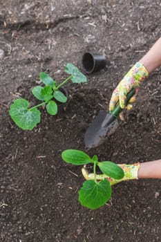planting zucchini in the garden. Selective focus. nature.
