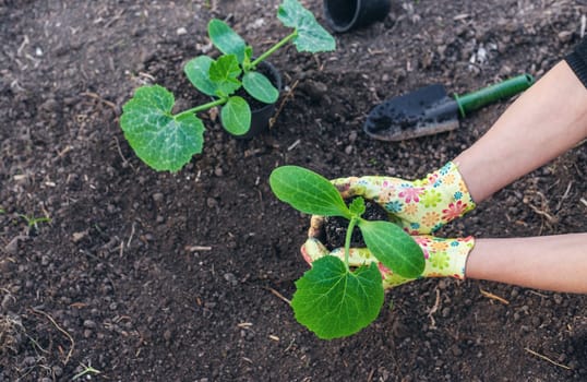 planting zucchini in the garden. Selective focus. nature.