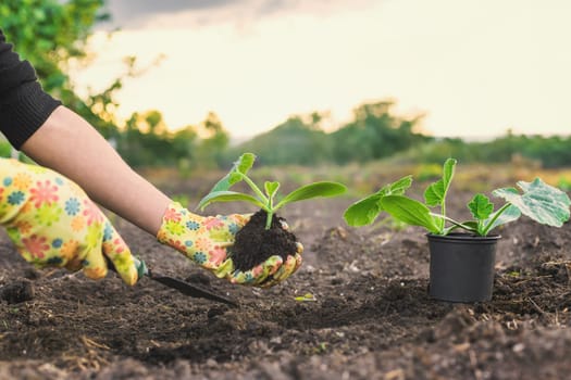 planting zucchini in the garden. Selective focus. nature.