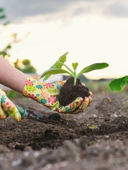 planting zucchini in the garden. Selective focus. nature.