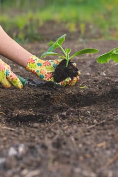 planting zucchini in the garden. Selective focus. nature.