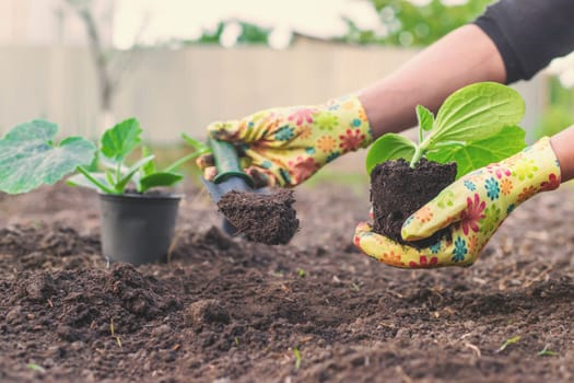 planting zucchini in the garden. Selective focus. nature.