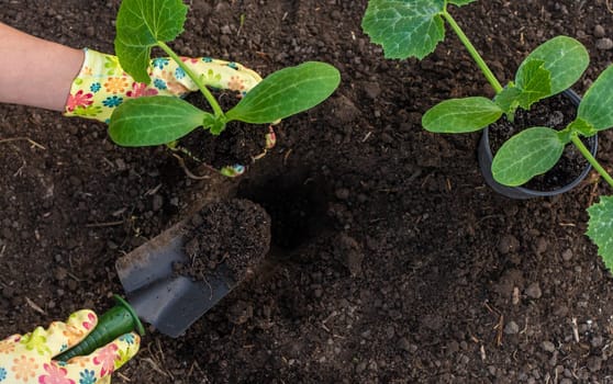 planting zucchini in the garden. Selective focus. nature.
