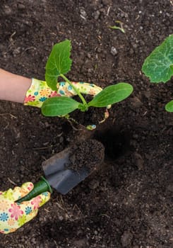 planting zucchini in the garden. Selective focus. nature.