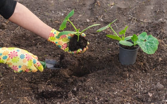 planting zucchini in the garden. Selective focus. nature.