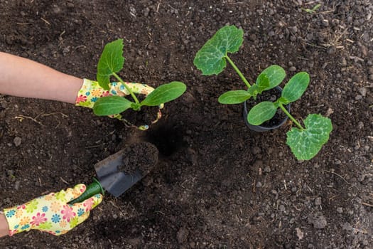 planting zucchini in the garden. Selective focus. nature.