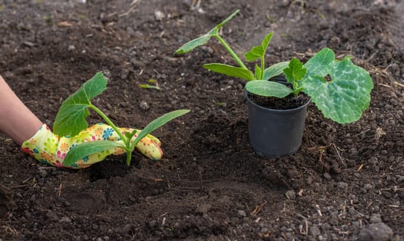 planting zucchini in the garden. Selective focus. nature.