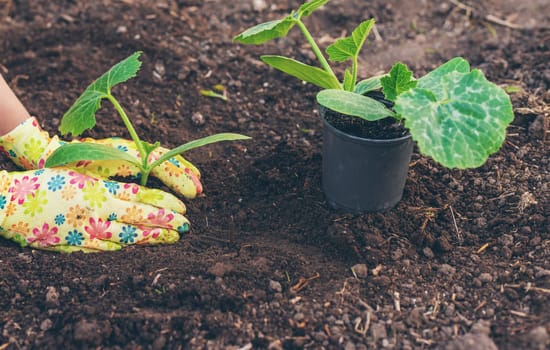 planting zucchini in the garden. Selective focus. nature.