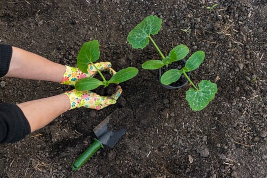 planting zucchini in the garden. Selective focus. nature.