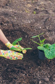 planting zucchini in the garden. Selective focus. nature.