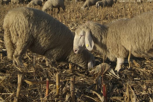 Sheep from a road in Italy in a stubble field