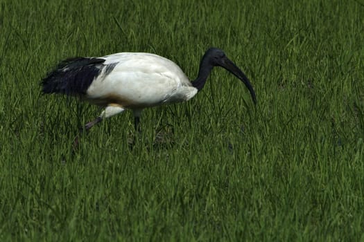 Sacred African ibis (Latin name threskiornis aethiopicus) wading in a paddy field in spring in Vercelli in the Po Valley in Italy