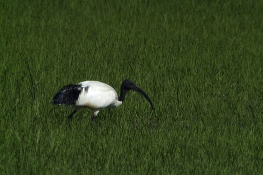 Sacred African ibis (Latin name threskiornis aethiopicus) wading in a paddy field in spring in Vercelli in the Po Valley in Italy