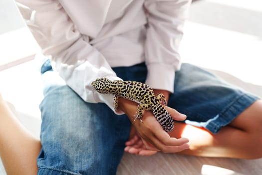 Person in casual clothing sits comfortably, holding a leopard gecko on their arm. Bright sunlight fills the cozy room, highlighting the details of the gecko's skin pattern.