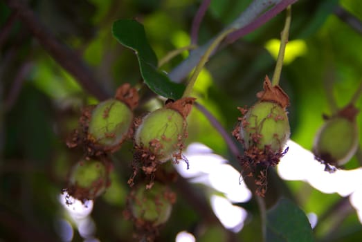 Variegated Kiwi Vine (Actinidia kolomikta) in garden, Turin region, italy