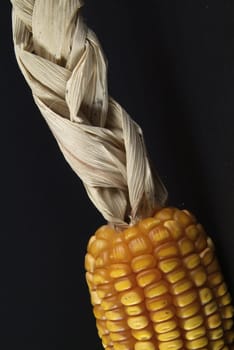 Fresh organic corn. Sweet Corn at fresh market with braided bracts