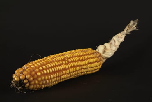 Fresh organic corn. Sweet Corn at fresh market with braided bracts
