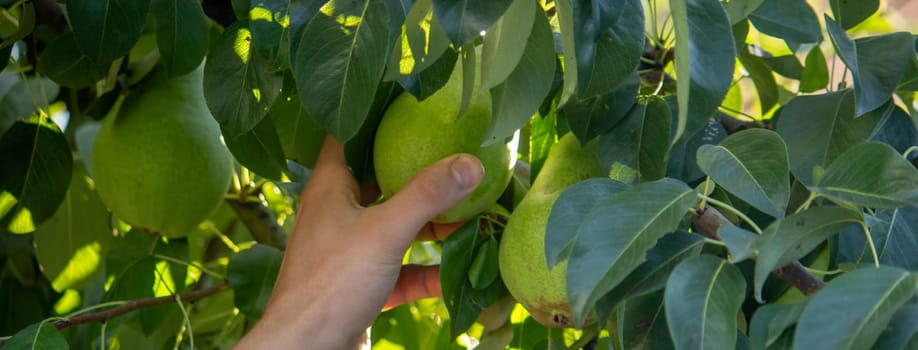 Healthy Organic Pears in the Basket.