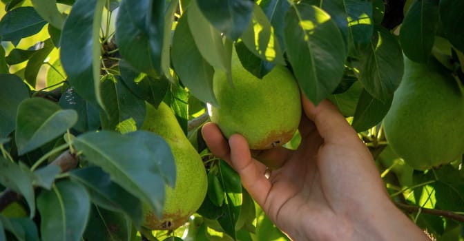 Healthy Organic Pears in the Basket.