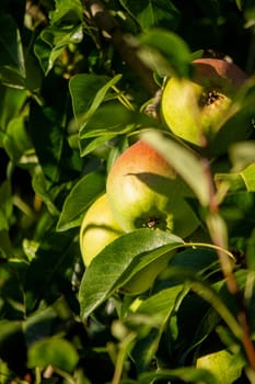 Healthy Organic Pears in the Basket.