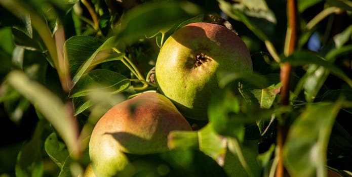 Healthy Organic Pears in the Basket.