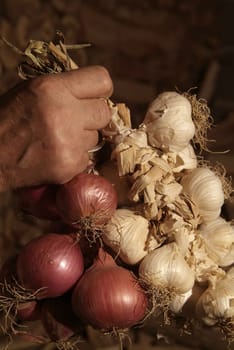 Bunche of onions and garlic hanging from the ceiling in a barn with dark background.