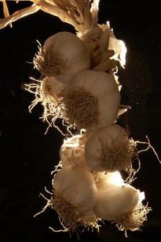 Garlic braid handing from the ceiling, with black background and back-light
