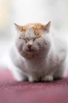 A chubby white and orange cat with closed eyes sitting on a red carpet, calm and content.