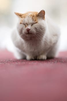 A chubby white and orange cat with closed eyes sitting on a red carpet, calm and content.