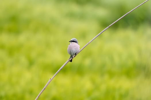 Red-Backed Shrike Bird Sits On Branch In Field