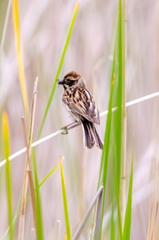 Female Reed Bunting Holds Insects In Beak To Feed Chicks